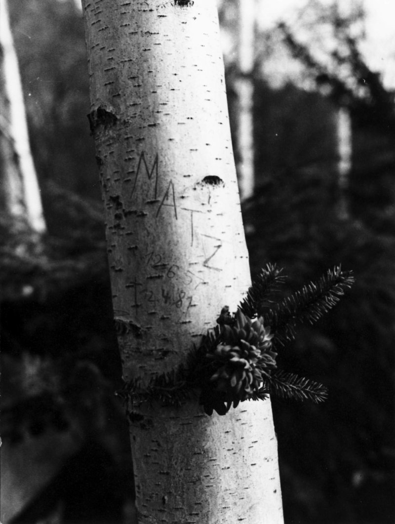 Birkenkreuz auf dem Nordfriedhof, ThürAZ, Sammlung Renate Ellmenreich, Signatur: ThuerAZ-P-ER-F-007